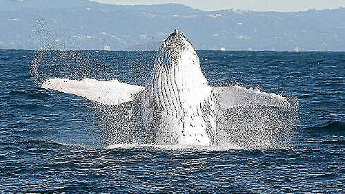 Queensland has introduced further restrictions to vessels approaching whales to protect “special interest” whales such as Migaloo from interference. Queensland has introduced further restrictions to vessels approaching whales to protect “special interest” whales such as Migaloo from interference.